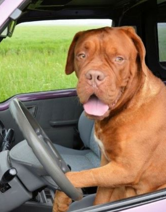 Cómo llevar a las mascotas en el coche